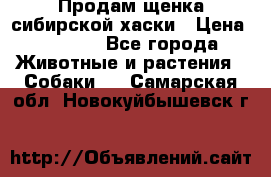 Продам щенка сибирской хаски › Цена ­ 8 000 - Все города Животные и растения » Собаки   . Самарская обл.,Новокуйбышевск г.